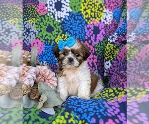 Shih Tzu Puppy for sale in OXFORD, PA, USA