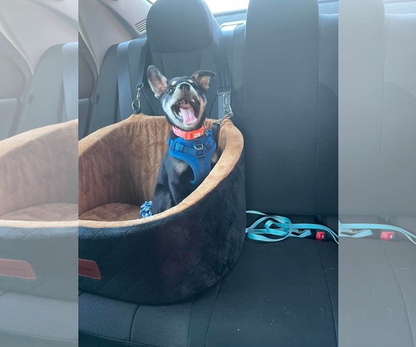 Medium Photo #3 Gerberian Shepsky Puppy For Sale in Oro Medonte, Ontario, Canada