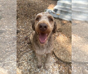 Mutt Dogs for adoption in Yardley, PA, USA