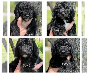Goldendoodle-Poodle (Standard) Mix Puppy for sale in FAYETTEVILLE, GA, USA