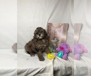 Goldendoodle (Miniature) Puppy for sale in INDIANAPOLIS, IN, USA