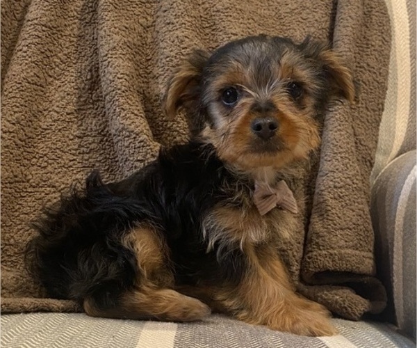 Medium Photo #10 Yorkshire Terrier Puppy For Sale in RICHMOND, MI, USA
