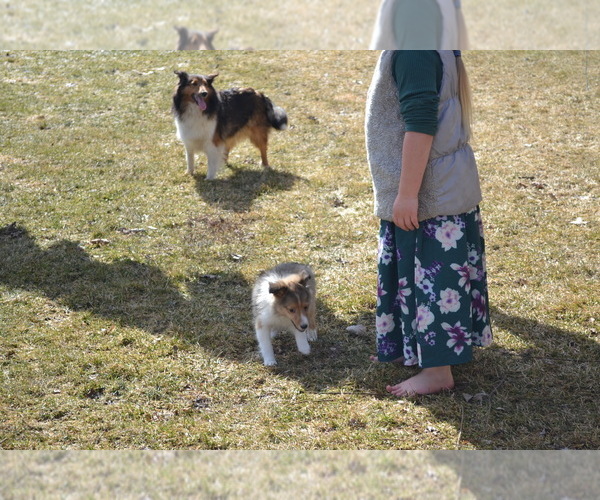 Medium Photo #7 Shetland Sheepdog Puppy For Sale in GREENWOOD, WI, USA