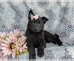 Small #5 German Shepherd Dog