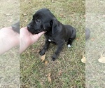 Small Photo #5 Cane Corso Puppy For Sale in BRAGGS, OK, USA