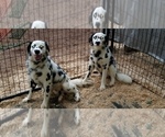 Small Photo #2 Dalmatian Puppy For Sale in DUVALL, WA, USA