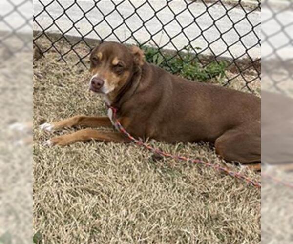 Medium Photo #1 Miniature Pinscher-Unknown Mix Puppy For Sale in Temple, TX, USA
