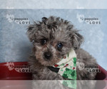 Small #1 Poodle (Toy)