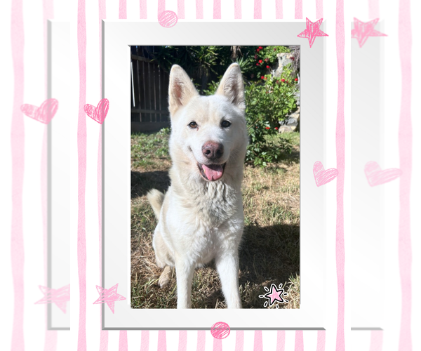 Medium Photo #1 Siberian Husky-Unknown Mix Puppy For Sale in San Diego, CA, USA
