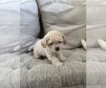 Small Photo #60 Bichpoo Puppy For Sale in NORTH PORT, FL, USA