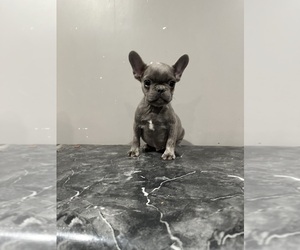 French Bulldog Puppy for Sale in SOUTHGATE, Michigan USA