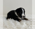 Small #2 Aussiedoodle Miniature -Miniature Bernedoodle Mix