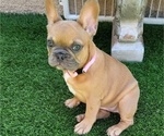 Small #6 French Bulldog