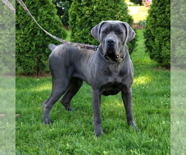 Medium Photo #1 Cane Corso Puppy For Sale in LANCASTER, PA, USA