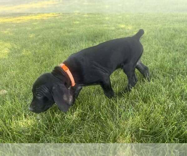 Medium Photo #13 German Shorthaired Pointer Puppy For Sale in PASCO, WA, USA