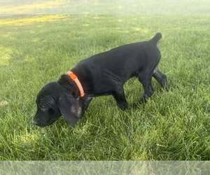 Medium German Shorthaired Pointer