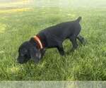 Puppy Ozzy German Shorthaired Pointer