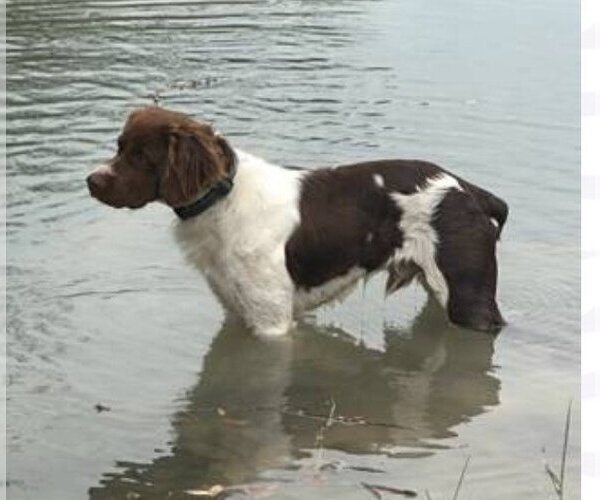 Medium Photo #1 Brittany Puppy For Sale in Curwensville, PA, USA