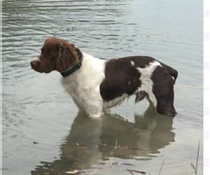 Brittany Dogs for adoption in Curwensville, PA, USA