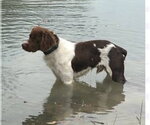 Small Brittany