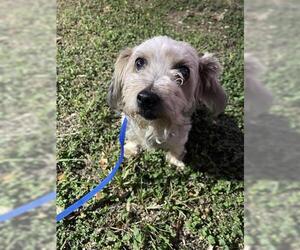 Miniature Schnauzer-Unknown Mix Dogs for adoption in Houston, TX, USA