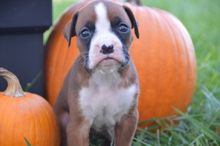 Boxer Puppy for sale in JONESBORO, IN, USA