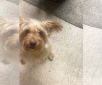 Small Mutt