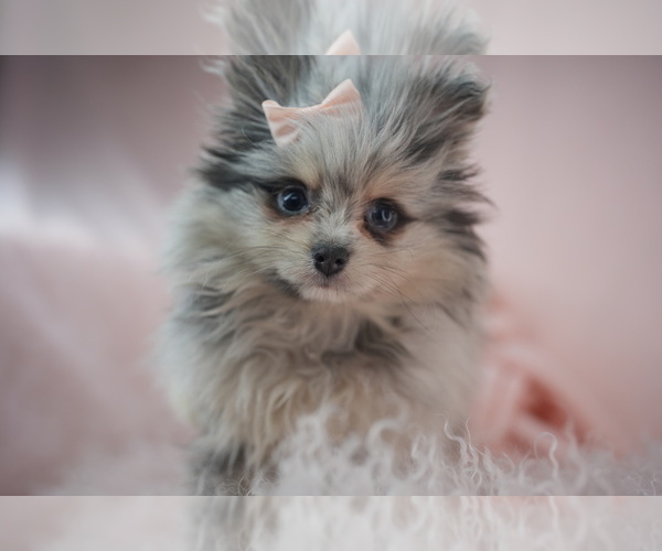 Medium Photo #14 Pomeranian Puppy For Sale in ORLANDO, FL, USA