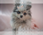 Puppy 5 Pomeranian