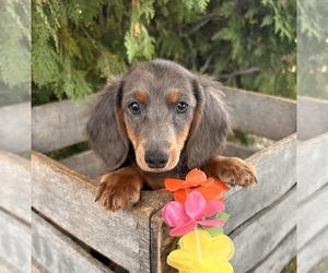 Dachshund Puppy for sale in MIDDLEBURY, IN, USA