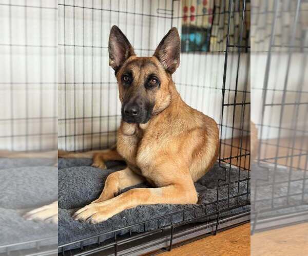 Medium Photo #1 German Shepherd Dog-Unknown Mix Puppy For Sale in Imlay City, MI, USA