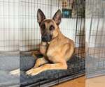 Jasper FKA Duncan located in California - Male German Shepherd Dog-Unknown Mix Dog for Adoption - Small photo