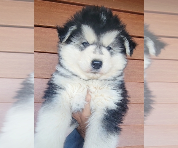 Medium Photo #1 Siberian Husky Puppy For Sale in MOUTH OF WILSON, VA, USA