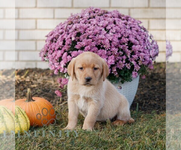 Medium Photo #3 Labrador Retriever Puppy For Sale in MORGANTOWN, PA, USA