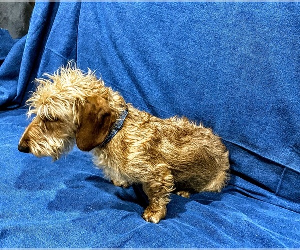 wheaton wire haired dachshund