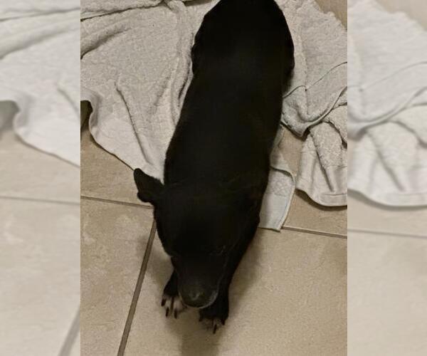 Medium Photo #1 Mutt Puppy For Sale in San Antonio, TX, USA