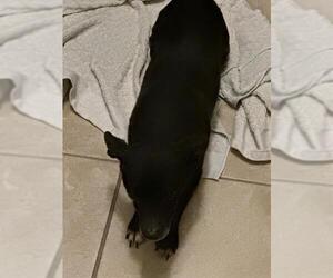 Mutt Dogs for adoption in San Antonio, TX, USA