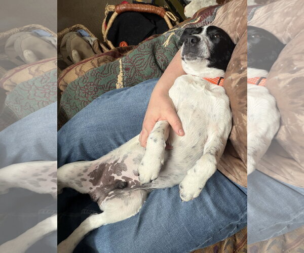 Medium Photo #2 Border Collie-Unknown Mix Puppy For Sale in Aurora, CO, USA