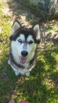 Medium Photo #10 Siberian Husky Puppy For Sale in CENTERVILLE, NC, USA