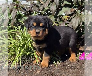 Rottweiler Puppy for sale in SHIPPENSBURG, PA, USA