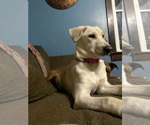 Medium Photo #3 Huskies -Labrador Retriever Mix Puppy For Sale in New Hampton, NY, USA