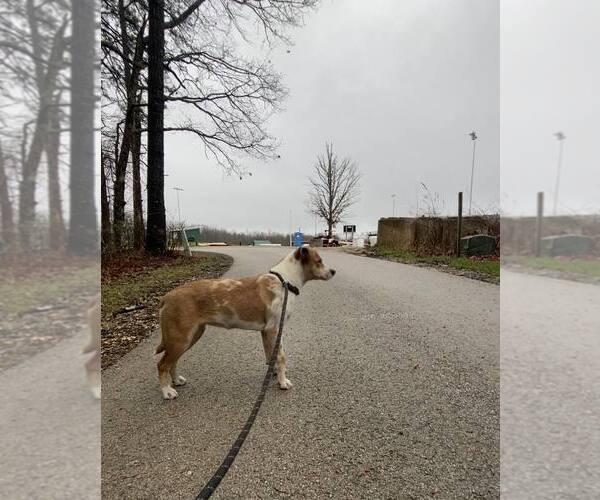 Medium Photo #4 Colonial Cocker Spaniel-Retriever  Mix Puppy For Sale in Frenchburg, KY, USA