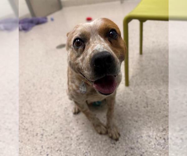 Medium Photo #1 Mutt Puppy For Sale in Brighton, CO, USA