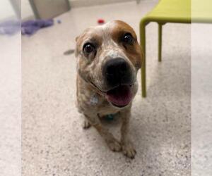 Mutt Dogs for adoption in Brighton, CO, USA