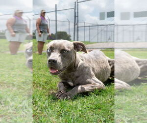 Mutt Dogs for adoption in Abbeville, LA, USA