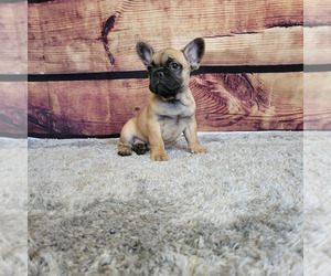 French Bulldog Puppy for sale in GRAND JCT, CO, USA