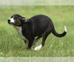 Small #4 Plott Hound Mix