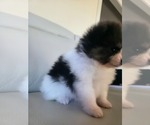 Small #3 Pomeranian