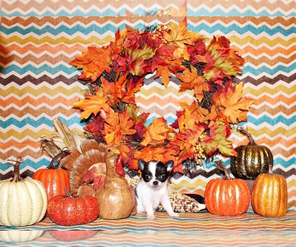 Medium Photo #22 Chihuahua Puppy For Sale in CHARLESTON, AR, USA