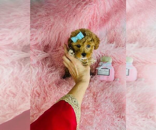 Medium Photo #18 Poodle (Toy) Puppy For Sale in MIAMI, FL, USA
